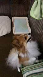 後藤喜代美ブリーダーからお迎えしたパピヨン：NANAちゃん