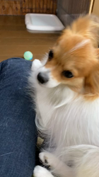 後藤喜代美ブリーダーからお迎えしたパピヨン：NANAちゃん