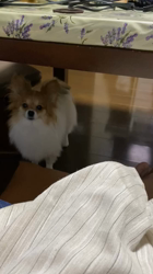 後藤喜代美ブリーダーからお迎えしたパピヨン：NANAちゃん