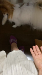 後藤喜代美ブリーダーからお迎えしたパピヨン：NANAちゃん