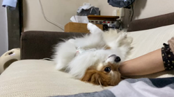 後藤喜代美ブリーダーからお迎えしたパピヨン：NANAちゃん