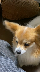 後藤喜代美ブリーダーからお迎えしたパピヨン：NANAちゃん