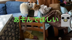 後藤喜代美ブリーダーからお迎えしたパピヨン：NANAちゃん