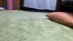後藤喜代美ブリーダーからお迎えしたパピヨン：NANAちゃん
