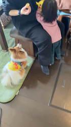 後藤喜代美ブリーダーからお迎えしたパピヨン：NANAちゃん