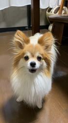 後藤喜代美ブリーダーからお迎えしたパピヨン：NANAちゃん