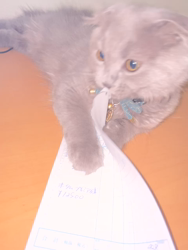 原山直子ブリーダーからお迎えしたスコティッシュフォールド×ブリティッシュショートヘ：マークくん