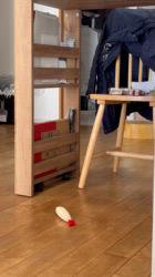 木津秀美ブリーダーからお迎えしたサイベリアン：ミーヤくん