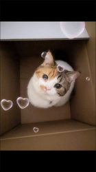 木部泉ブリーダーからお迎えしたマンチカン：ルナちゃん