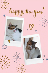 木部泉ブリーダーからお迎えしたマンチカン：ルナちゃん