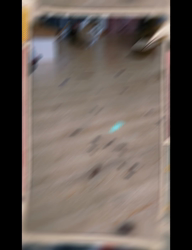 木部泉ブリーダーからお迎えしたマンチカン：ルナちゃん