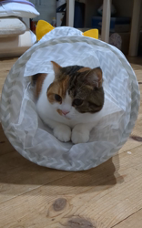 木部泉ブリーダーからお迎えしたマンチカン：ルナちゃん