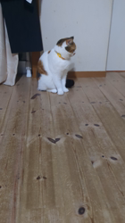 木部泉ブリーダーからお迎えしたマンチカン：ルナちゃん