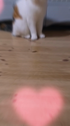 木部泉ブリーダーからお迎えしたマンチカン：ルナちゃん