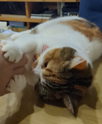 木部泉ブリーダーからお迎えしたマンチカン：ルナちゃん