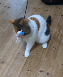 木部泉ブリーダーからお迎えしたマンチカン：ルナちゃん