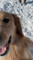 大橋則男ブリーダーからお迎えしたゴールデンレトリバー：ごんくん