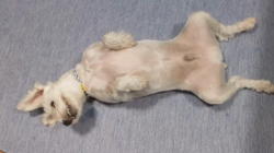 岡田勝ブリーダーからお迎えしたミニチュアシュナウザー：コハクくん