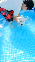 岡田勝ブリーダーからお迎えしたミニチュアシュナウザー：コハクくん