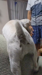 岡田勝ブリーダーからお迎えしたミニチュアシュナウザー：コハクくん