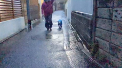 岡田勝ブリーダーからお迎えしたミニチュアシュナウザー：コハクくん