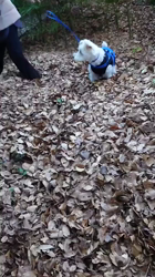 岡田勝ブリーダーからお迎えしたミニチュアシュナウザー：コハクくん