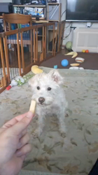 岡田勝ブリーダーからお迎えしたミニチュアシュナウザー：コハクくん