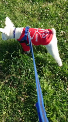 岡田勝ブリーダーからお迎えしたミニチュアシュナウザー：コハクくん