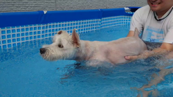 岡田勝ブリーダーからお迎えしたミニチュアシュナウザー：コハクくん