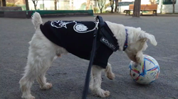 岡田勝ブリーダーからお迎えしたミニチュアシュナウザー：コハクくん