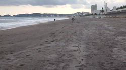 岡田勝ブリーダーからお迎えしたミニチュアシュナウザー：コハクくん