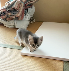 福田妙子ブリーダーからお迎えしたソマリ：ルリちゃん