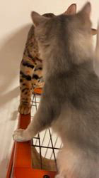 福田妙子ブリーダーからお迎えしたソマリ：ルリちゃん