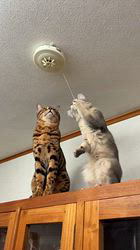 福田妙子ブリーダーからお迎えしたソマリ：ルリちゃん