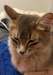 福田妙子ブリーダーからお迎えしたソマリ：ルリちゃん