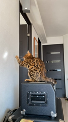 久保尚子ブリーダーからお迎えしたベンガル：ラムちゃん