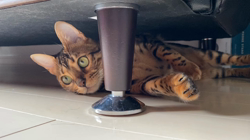 久保尚子ブリーダーからお迎えしたベンガル：ラムちゃん