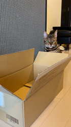 久保尚子ブリーダーからお迎えしたベンガル：ラムちゃん