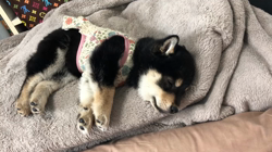 渡邉昌次ブリーダーからお迎えした柴犬：TAKEKOちゃん