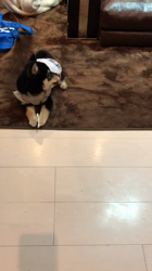 渡邉昌次ブリーダーからお迎えした柴犬：TAKEKOちゃん