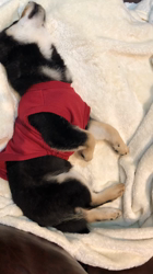 渡邉昌次ブリーダーからお迎えした柴犬：TAKEKOちゃん