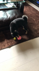 渡邉昌次ブリーダーからお迎えした柴犬：TAKEKOちゃん