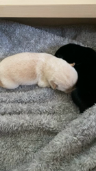 渡邉昌次ブリーダーからお迎えした柴犬：TAKEKOちゃん