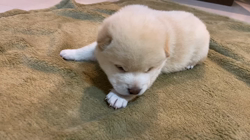 渡邉昌次ブリーダーからお迎えした柴犬：TAKEKOちゃん