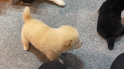 渡邉昌次ブリーダーからお迎えした柴犬：TAKEKOちゃん