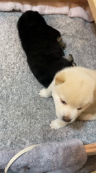 渡邉昌次ブリーダーからお迎えした柴犬：TAKEKOちゃん