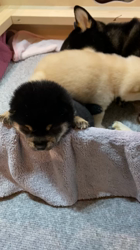 渡邉昌次ブリーダーからお迎えした柴犬：TAKEKOちゃん