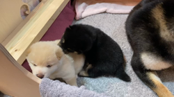 渡邉昌次ブリーダーからお迎えした柴犬：TAKEKOちゃん