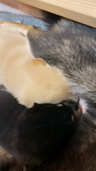 渡邉昌次ブリーダーからお迎えした柴犬：TAKEKOちゃん