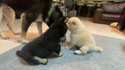渡邉昌次ブリーダーからお迎えした柴犬：TAKEKOちゃん